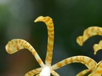 Dünne gelbbraune Orchidee - Praslin